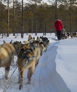 Катание на собачьих упряжках