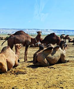 Верблюды в Казахстане