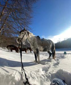 башкирские лошади