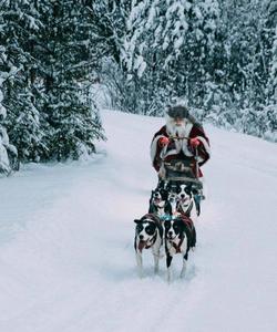 катание на собачьей упряжке