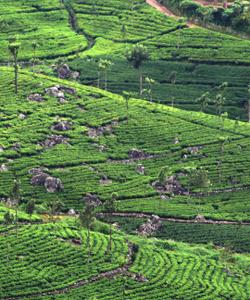 Чайные плантации