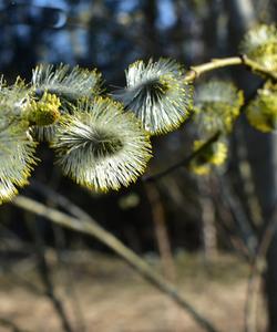 весенняя природа