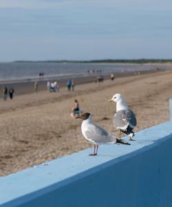 Белое море