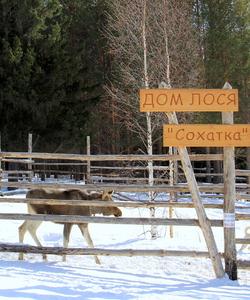 Дом лося Сохатка