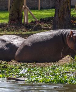 Национальный парк Накуру