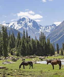 Прогулки на лошадях