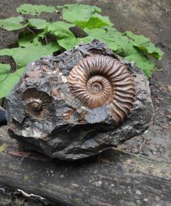 Окаменелый аммонит