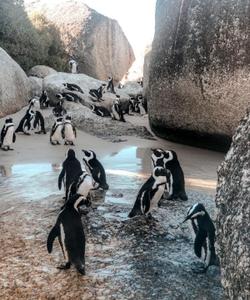 Пингвины в ЮАР