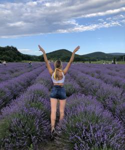 Лавандовое поле