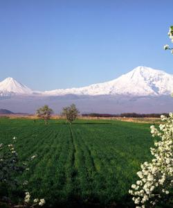 Арарат 