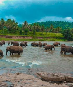 Слоны, Шри-Ланка