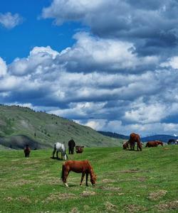 Йога-тур на Алтай