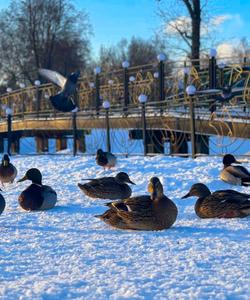 Ярославская область