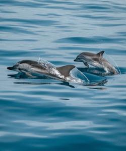 Дельфины на Мальдивах