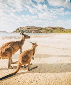 Кенгуру в Австралии