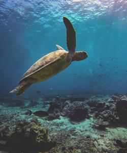 Морская черепаха