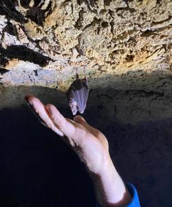 летучая мышь в Большой Азишской пещере