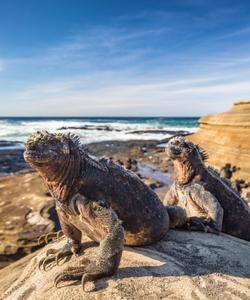 Игуаны в Мексике