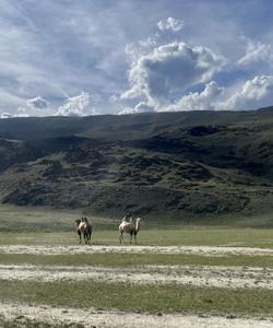 Тур по Алтаю