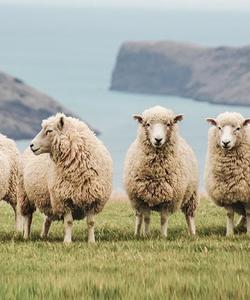 Овцы мериносы в Новой Зеландии