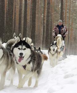 Катание на собачьих упряжках на Байкале