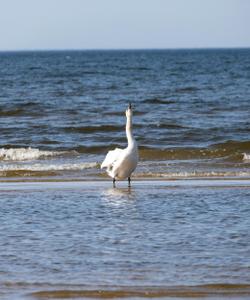 Балтийское море
