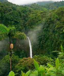 Джунгли Амазонки