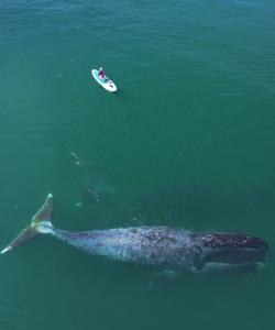 наблюдение за китами