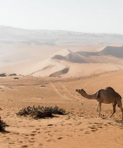 Пустыня Вахиба