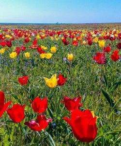 Цветение тюльпанов в Калмыкии
