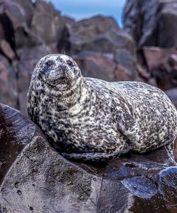 Фауна Дальнего Востока