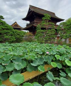 Тур в Японию