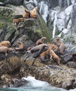 Лежбище сивучей на Курилах