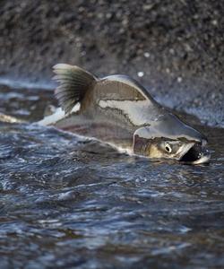 Рыбалка на берегу Охотского моря