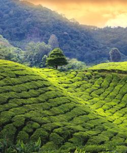 Чайные плантации