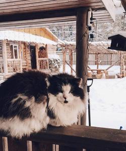 Питомник собак в Карелии