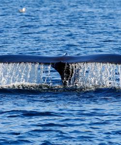 морская прогулка в Баренцевом море