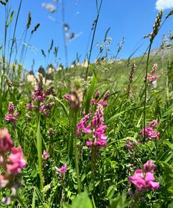 Местный пейзаж