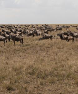 Тур в Кению