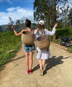 Чайные плантации 