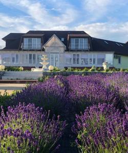 Лавандовые поля