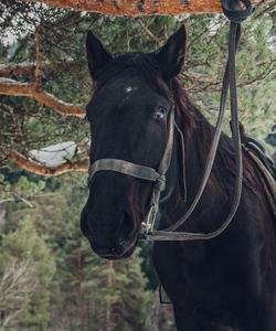 Конный тур в Архыз