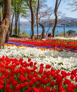 Фестиваль тюльпанов в парке Эмирган