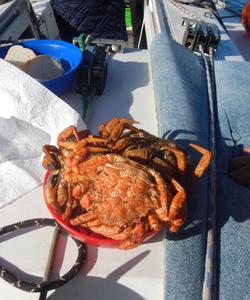 Камчатский краб