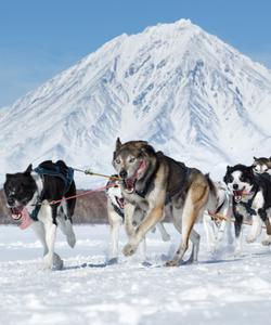 Прогулка на собачьих упряжках на Камчатке
