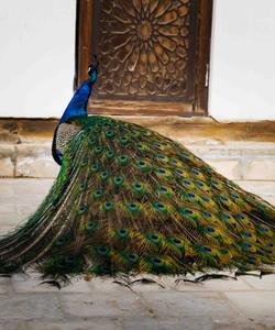 Тур по Узбекистану