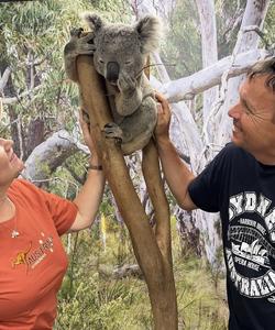 Коала на юге Австралии