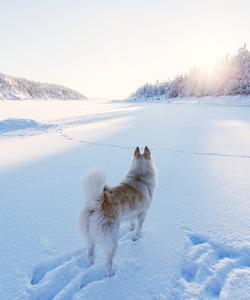 Тур по Кольскому полуострову