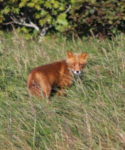 Остров Онекотан