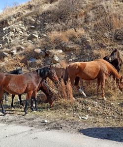 Курорт Каракол